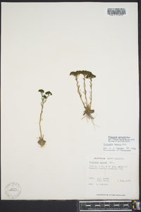 Polygala ramosa image