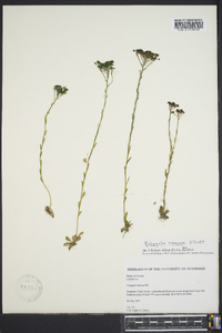 Polygala ramosa image