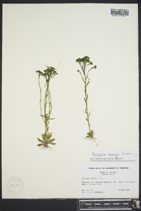 Polygala ramosa image