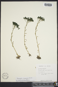 Polygala ramosa image