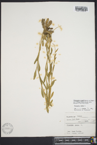 Polygala rugelii image