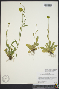 Polygala rugelii image