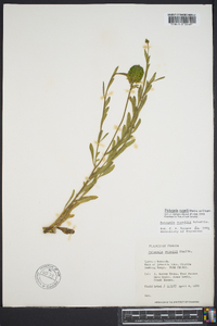 Polygala rugelii image