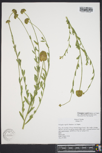 Polygala rugelii image