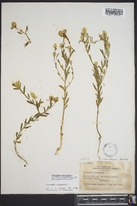 Polygala sanguinea image