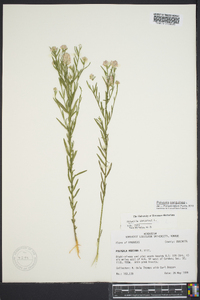 Polygala sanguinea image