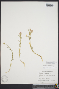 Polygala sanguinea image