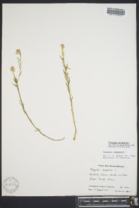 Polygala sanguinea image