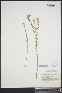 Polygala sanguinea image