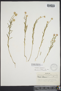 Polygala sanguinea image