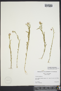 Polygala sanguinea image