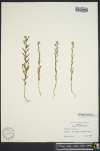 Polygala sanguinea image