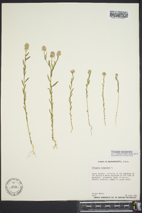 Polygala sanguinea image