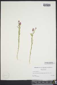 Polygala sanguinea image