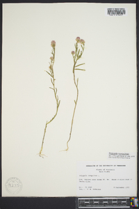 Polygala sanguinea image