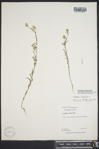 Polygala sanguinea image