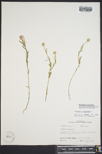 Polygala sanguinea image