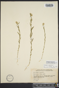 Polygala sanguinea image