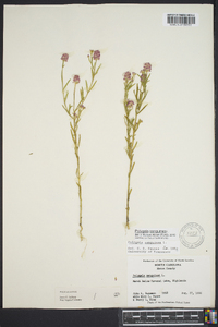 Polygala sanguinea image