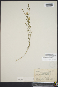 Polygala sanguinea image