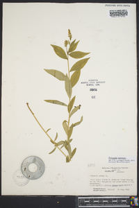 Polygala senega image