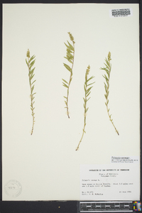 Polygala senega image