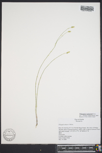 Polygala setacea image