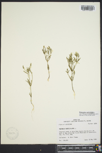 Polygala verticillata image