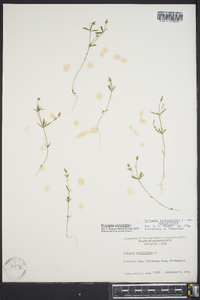 Polygala verticillata image