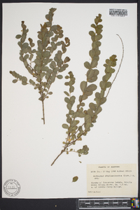 Andrachne phyllanthoides image