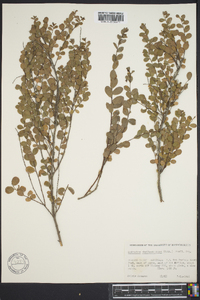 Andrachne phyllanthoides image