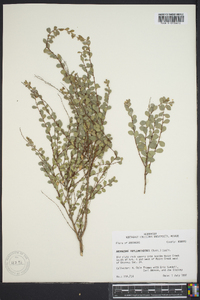 Andrachne phyllanthoides image