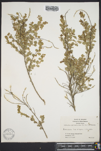 Andrachne phyllanthoides image