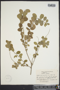 Andrachne phyllanthoides image