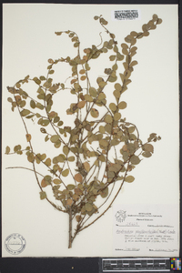 Andrachne phyllanthoides image