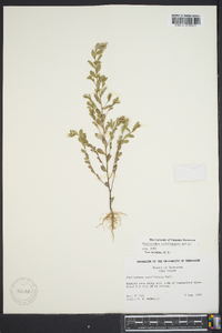 Phyllanthus caroliniensis image