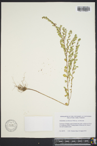 Phyllanthus caroliniensis image