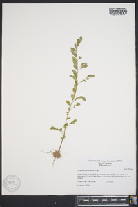 Phyllanthus caroliniensis image