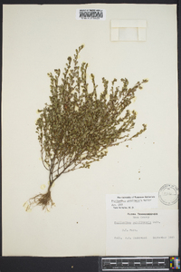 Phyllanthus caroliniensis image