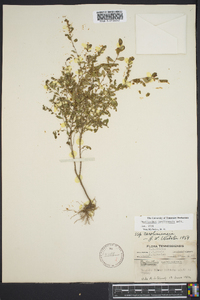 Phyllanthus caroliniensis image