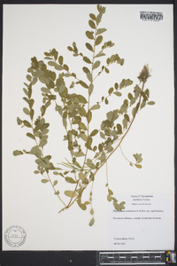 Phyllanthus caroliniensis image