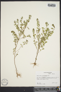 Phyllanthus caroliniensis image