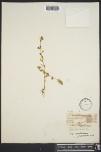 Phyllanthus caroliniensis image