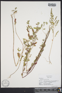 Phyllanthus caroliniensis image