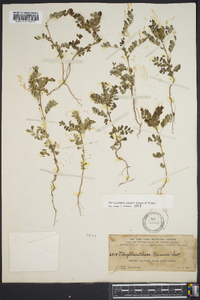 Phyllanthus amarus image