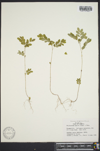 Phyllanthus amarus image