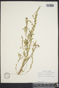 Phyllanthus caroliniensis image