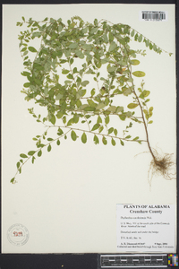 Phyllanthus caroliniensis image