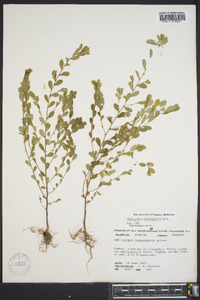 Phyllanthus caroliniensis image