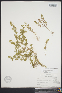 Phyllanthus caroliniensis image